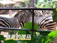 -广州动物园