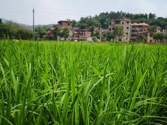 -红山村