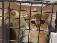 -瑞派康怡24h宠物医院·犬猫医疗中心·微创绝育(瑞景分院)