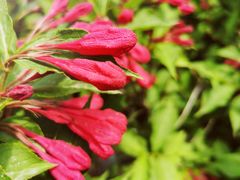 -奔驰利星行(北京花乡店)