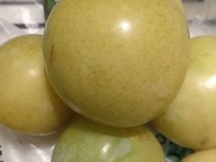 -西山樟坞健康果园枇杷杨梅采摘