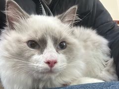 -艾贝尔宠物诊疗