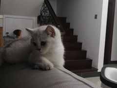 -袖虎·猫馆(体育西路店)