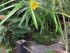 -广西壮族自治区药用植物园