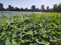 -莲花池公园