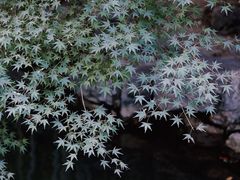 -杭州半山国家森林公园