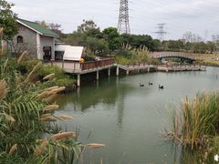 -王借岗森林公园