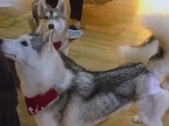 -Husky Go! 哈士奇体验馆·宠物咖啡厅狗咖
