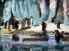 -帝企鹅自助餐厅•儿童岛•真企鹅(长隆企鹅酒店)