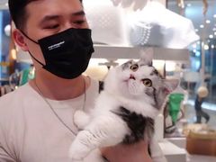 -momokira米努特·德文卷毛猫·棉花面纱犬