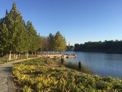 -大兴滨河森林公园