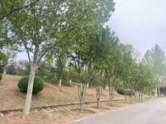 -永定河休闲森林公园