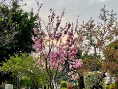 -狐尾山公园