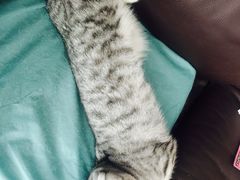 -康旭宠物医院(郑州总院)