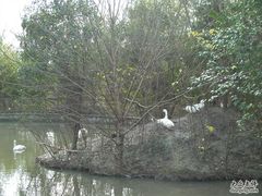 -溱湖国家湿地公园