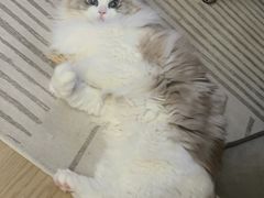 -美联众合动物医院·24h转诊中心