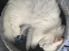 -袖虎·猫馆(体育西路店)
