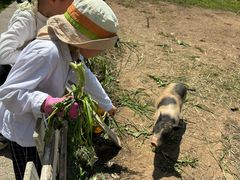 -前小桔亲子创意农场·草莓采摘·露营烧烤