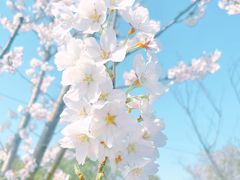 -顾村公园