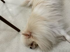 -共舞时光猫咖·狗咖(新街口店)