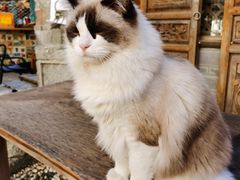 -喵屿·大理花园猫咖