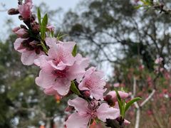 -桃花涧