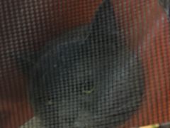-芭比堂动物医院·24小时·眼科中心(深圳中心)