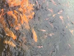 -水都餐厅