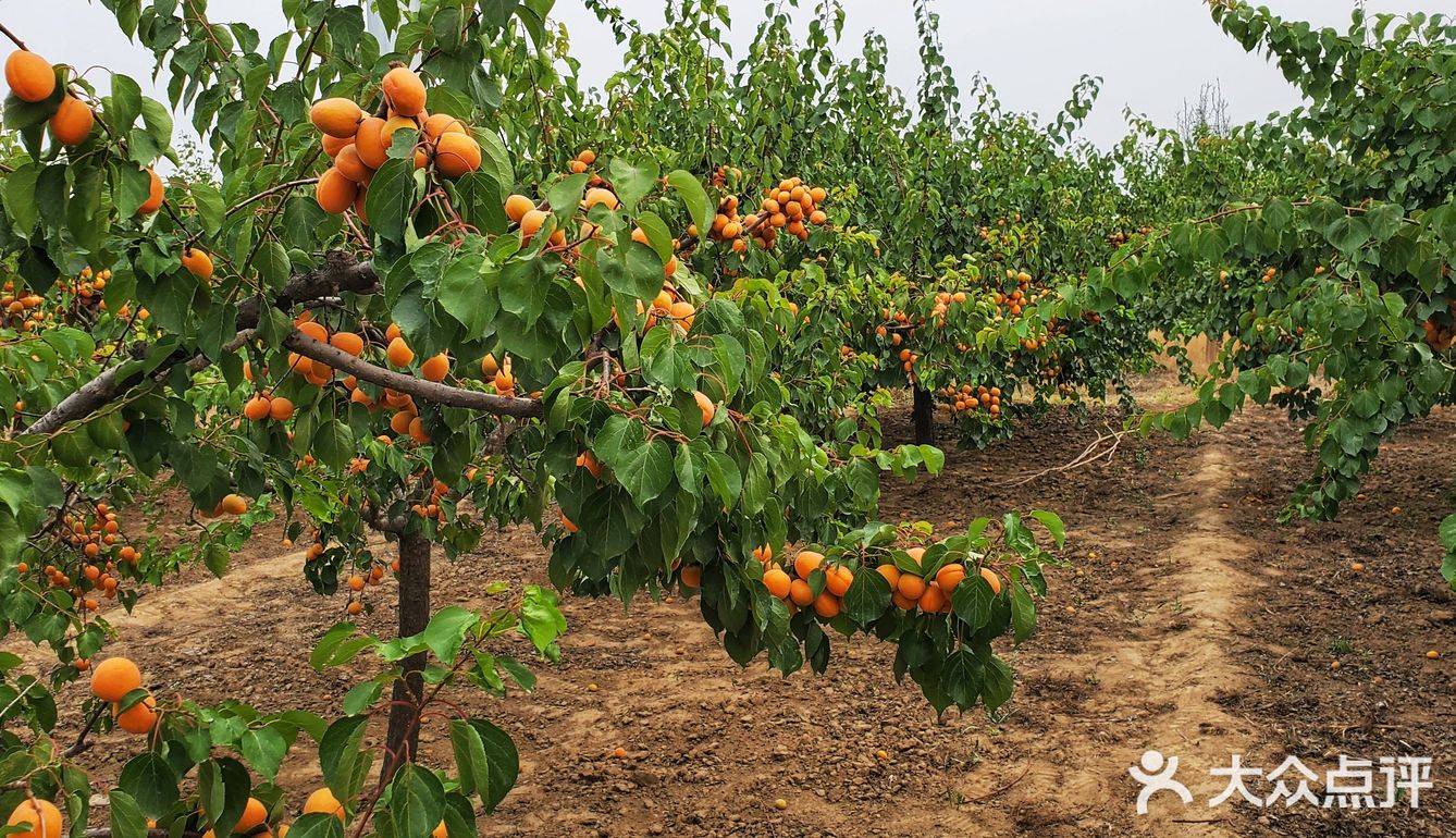 大兴魏善庄附近杏采摘