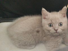 -瑞派福兴宠物医院犬猫全科·骨科·中西医结合(河东店)