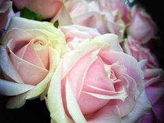 -L.C FLORA花予你(城西银泰城店)