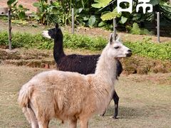 -深圳野生动物园