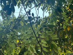 -尚果生态采摘园