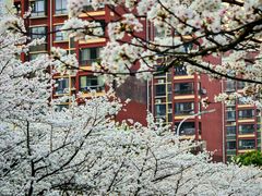 -高东镇樱花园