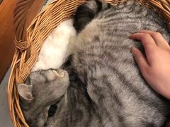 -猫友咖啡店(玉林西路店)