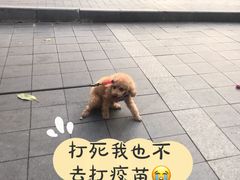 -瑞鹏宠物医院(城市山谷分院)