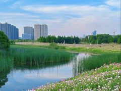 -洋湖国家湿地公园