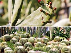 -中国科学院华南植物园