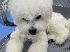 -天使宠物医院·犬猫分诊(彩虹店)