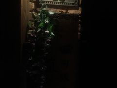 -桥岚·巷子鲜河豚鱼(专门店)