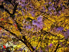 -东湖磨山景区樱花园-停车场