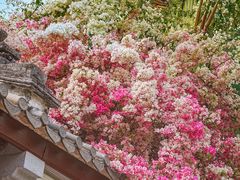 -深圳国际园林花卉博览园