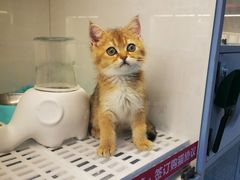 -lincat·猫舍(广州店)