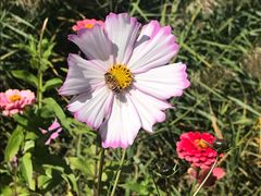 -野鸭湖国家湿地公园