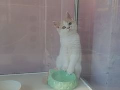 -三花喵·撸猫购宠·宠物生活馆(虹桥南丰城店)