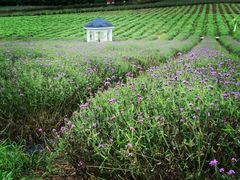 -紫颐香薰山谷景区