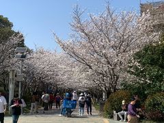 -高东镇樱花园