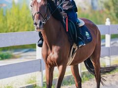 -北京群众马术培训基地