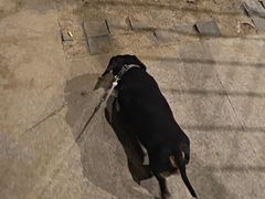 -凯瑞希宠物医院·狂犬免疫·微创·皮肤科