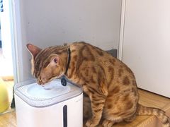 -啵啵喵·猫咖(攀华国际店)